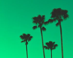 Preview wallpaper palm trees, sky, green, tops