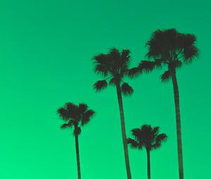 Preview wallpaper palm trees, sky, green, tops