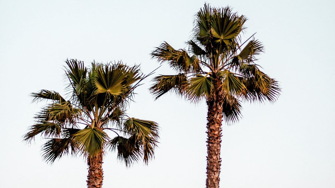 Wallpaper palm trees, sky, minimalism, nature