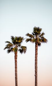 Preview wallpaper palm trees, sky, minimalism, nature