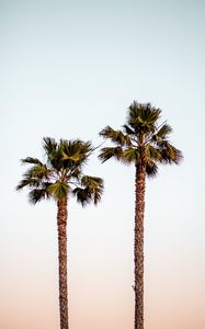Preview wallpaper palm trees, sky, minimalism, nature