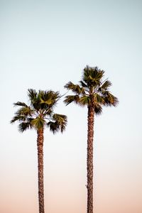 Preview wallpaper palm trees, sky, minimalism, nature
