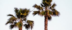 Preview wallpaper palm trees, sky, minimalism, nature