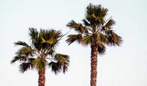 Preview wallpaper palm trees, sky, minimalism, nature