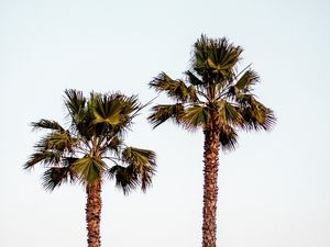 Preview wallpaper palm trees, sky, minimalism, nature