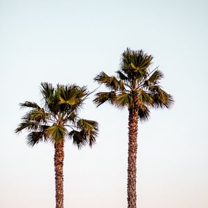 Preview wallpaper palm trees, sky, minimalism, nature