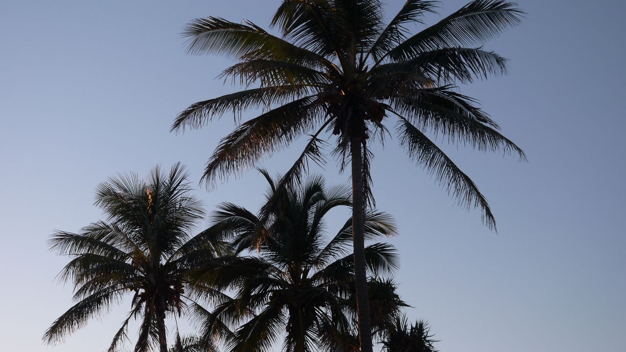 Wallpaper palm trees, sky, nature, tropics