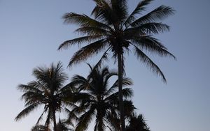 Preview wallpaper palm trees, sky, nature, tropics