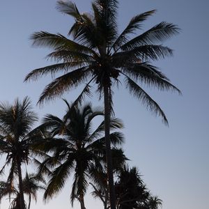 Preview wallpaper palm trees, sky, nature, tropics