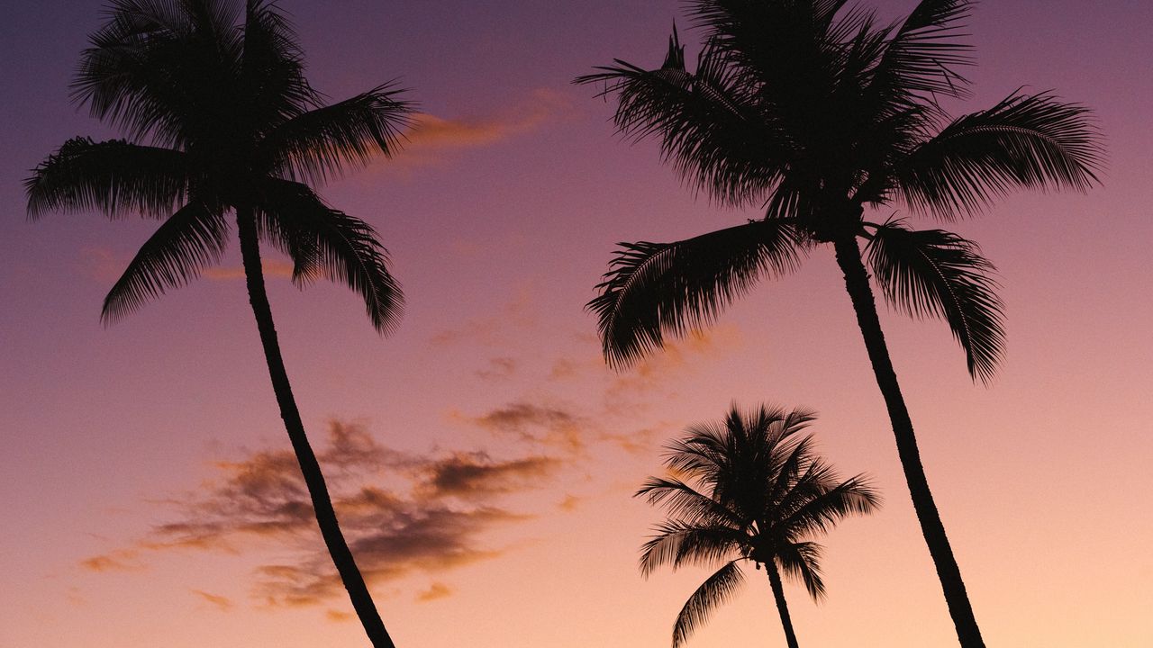 Download wallpaper 1280x720 palm trees, sky, purple, dark, twilight hd ...