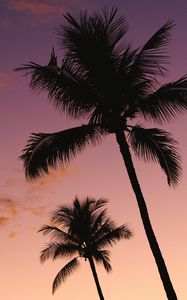 Preview wallpaper palm trees, sky, purple, dark, twilight