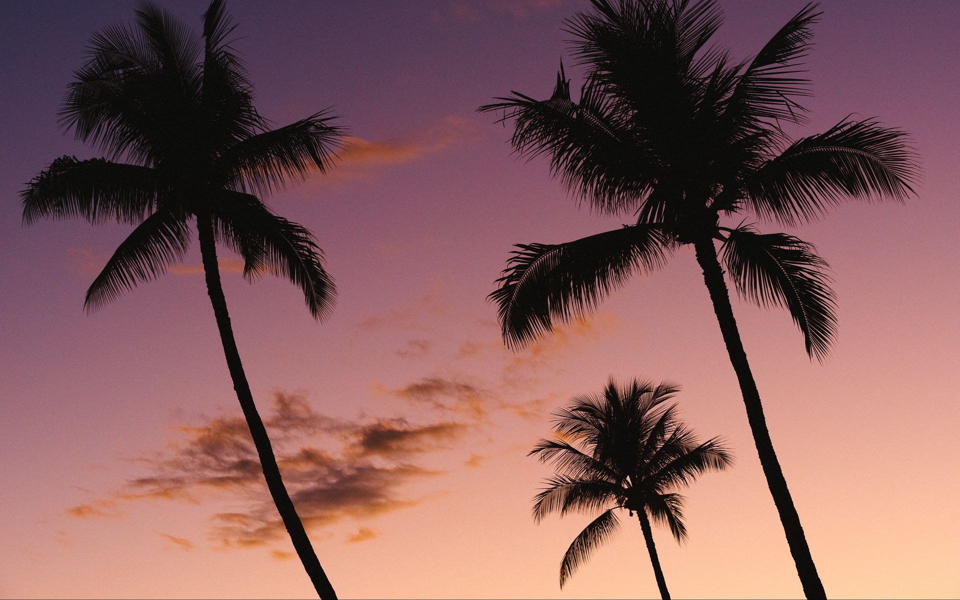 Download wallpaper 1920x1200 palm trees, sky, purple, dark, twilight ...