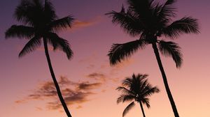 Preview wallpaper palm trees, sky, purple, dark, twilight