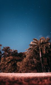Preview wallpaper palm trees, sky, stars, evening