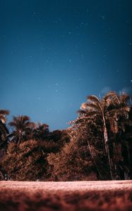 Preview wallpaper palm trees, sky, stars, evening