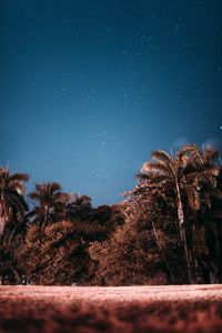 Preview wallpaper palm trees, sky, stars, evening