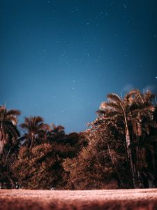 Preview wallpaper palm trees, sky, stars, evening