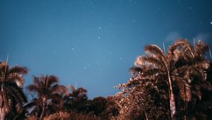 Preview wallpaper palm trees, sky, stars, evening