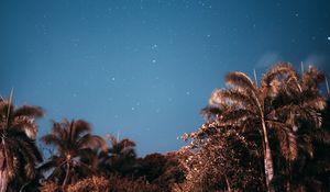 Preview wallpaper palm trees, sky, stars, evening