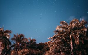 Preview wallpaper palm trees, sky, stars, evening