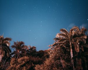 Preview wallpaper palm trees, sky, stars, evening