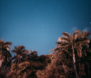 Preview wallpaper palm trees, sky, stars, evening