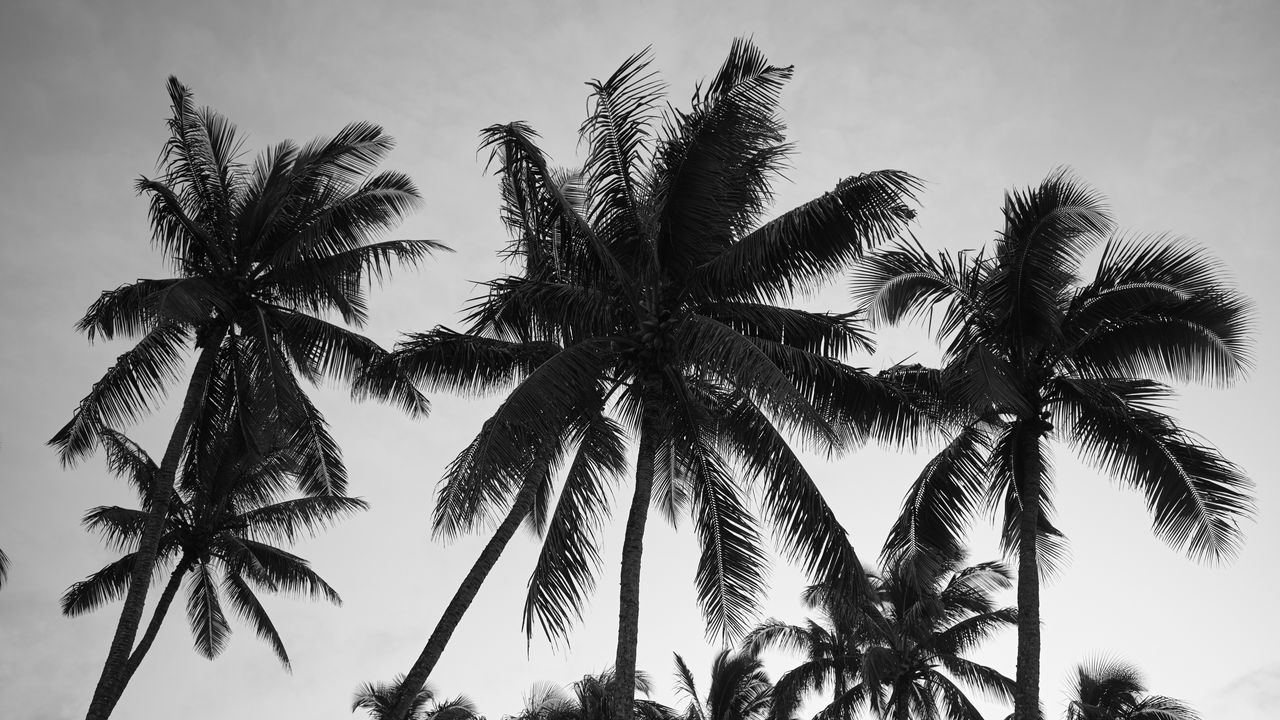 Wallpaper palm trees, sky, trees, black and white