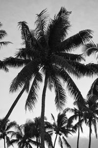 Preview wallpaper palm trees, sky, trees, black and white