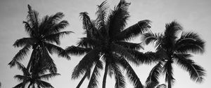 Preview wallpaper palm trees, sky, trees, black and white