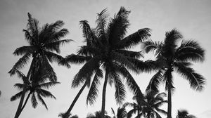 Preview wallpaper palm trees, sky, trees, black and white