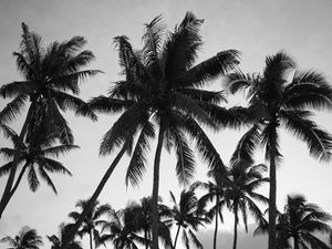 Preview wallpaper palm trees, sky, trees, black and white