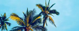 Preview wallpaper palm trees, sky, tropics, trees, light