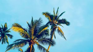 Preview wallpaper palm trees, sky, tropics, trees, light