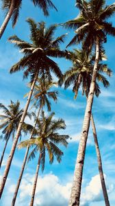 Preview wallpaper palm trees, sky, tropics, trees