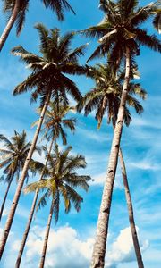 Preview wallpaper palm trees, sky, tropics, trees