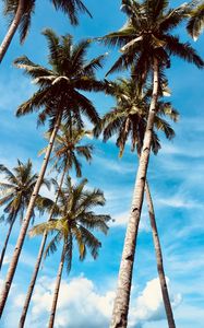 Preview wallpaper palm trees, sky, tropics, trees