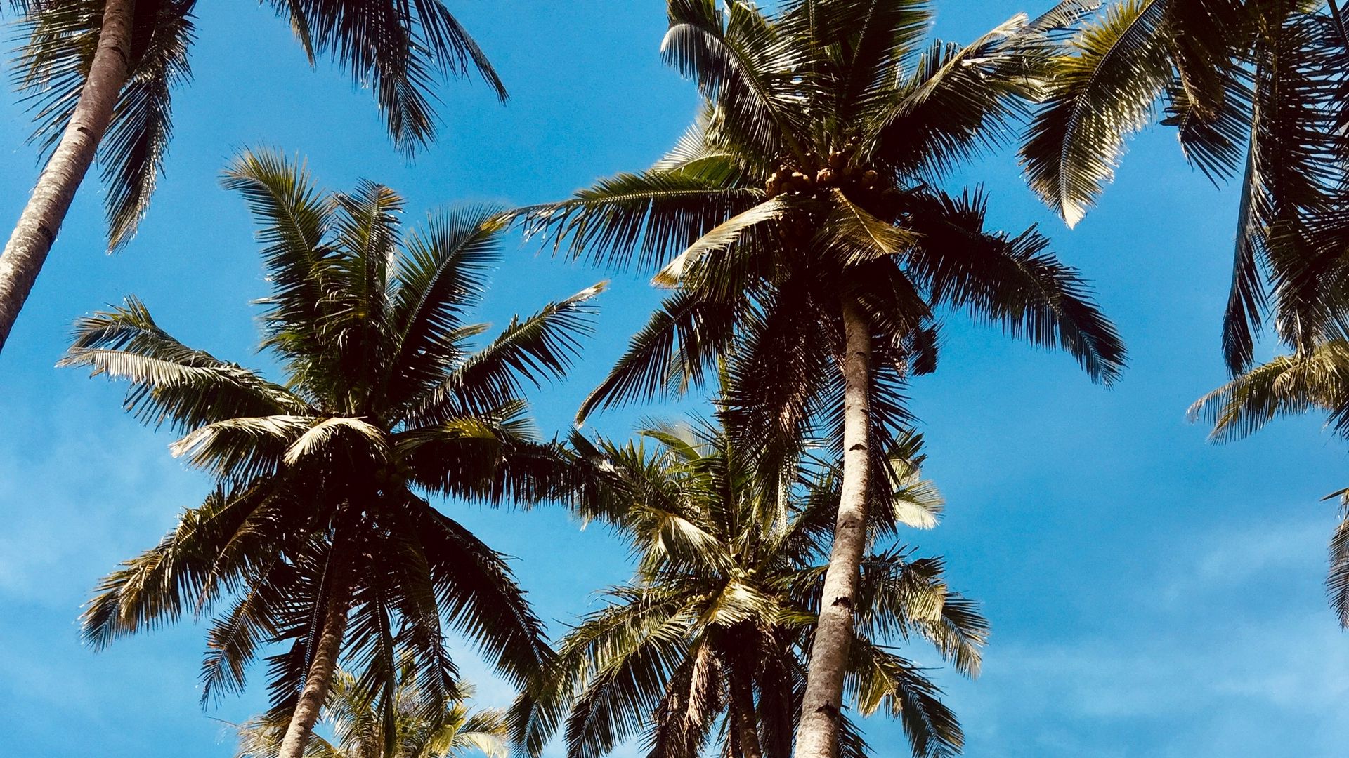 Download wallpaper 1920x1080 palm trees, sky, tropics, trees full hd ...