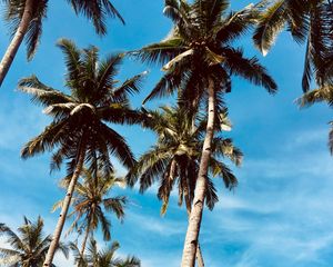 Preview wallpaper palm trees, sky, tropics, trees