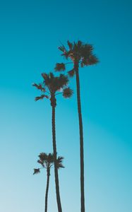 Preview wallpaper palm trees, sky, tropics, trees, blue