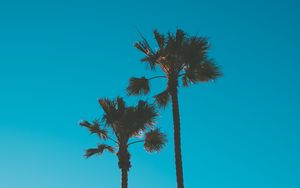 Preview wallpaper palm trees, sky, tropics, trees, blue