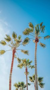 Preview wallpaper palm trees, sky, tropics, summer