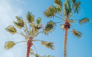 Preview wallpaper palm trees, sky, tropics, summer