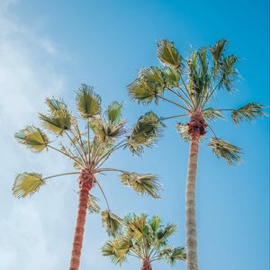 Preview wallpaper palm trees, sky, tropics, summer