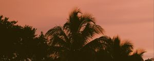 Preview wallpaper palm trees, sky, twilight, sunset, dark