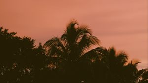 Preview wallpaper palm trees, sky, twilight, sunset, dark