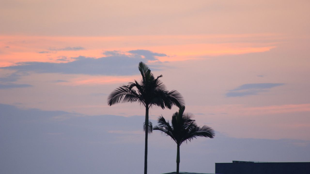 Wallpaper palm trees, sky, twilight