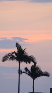 Preview wallpaper palm trees, sky, twilight