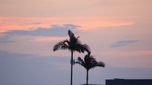 Preview wallpaper palm trees, sky, twilight