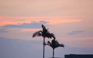 Preview wallpaper palm trees, sky, twilight
