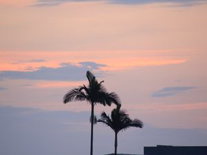Preview wallpaper palm trees, sky, twilight